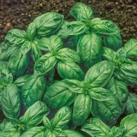 Genovese зеленый базилик идеально подходит для песто семена