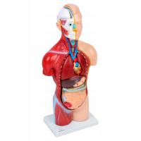 Anatomiczny Model Ciała 45 cm MEDYCZNY.EU