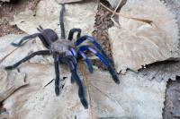 Chilobrachys natanicharum (ex.electric blue) SpidersForge)