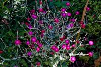 ЦВЕТОЧНАЯ КАРМИНОВАЯ ФИРЛЕТКА-LYCHNIS CORONARIA