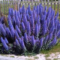 nasiona Żmijowiec wspaniały (Echium Fastuosum) do ogrodu i na taras