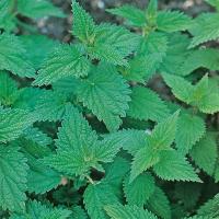 Pokrzywa - CENNE I WARTOŚCIOWE ZIOŁO Z WŁASNEJ UPRAWY - Świeże Nasiona