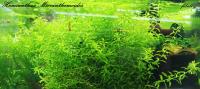 Hemianthus Micranthemoides drugi plan od fibell