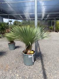 Juka Mrozoodporna – Yucca Rostrata