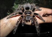 Grammostola pulchripes птицеед золотистый