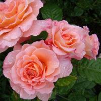 Róża Wielkokwiatowa - Augusta Luise