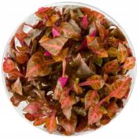 Alternanthera Rosanervig CZEROWNA ROŚLINA INVITRO KUBEK SADZONKI AKWARIOWE