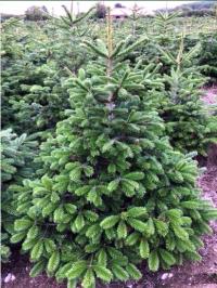 Пихта Кавказская ароматная живая рождественская елка срезанная 100 см