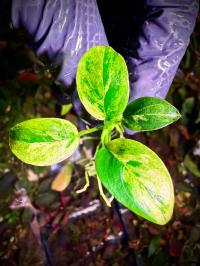 Anubias Marble Japan UNIKAT jedyne w PL Uprawa Podwodna ArkOfPlants