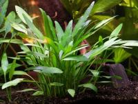 170 Cryptocoryne nevillii z in vitro DUŻA porcja NAJTANIEJ