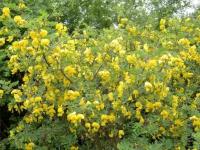 667. Moszenki południowe