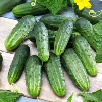 Ogórek śremski NR 1 W Polsce - odmiana wczesna, gruntowa, plenna - nasiona