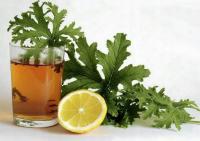 Ангина герань герань душистое лекарственное растение в горшке