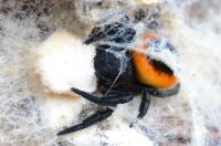 Eresus orange rings Mountanatica L3 (SpidersForge)