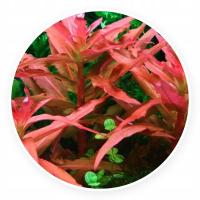 Ammania senegalensis-саженец из культуры PG