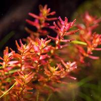 Rotala butterfly mini - RA koszyk duży XXL