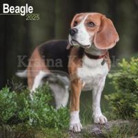 Beagle Calendar 2025 Square Dog Breed Wall Calendar - 16 Month Praca