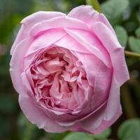 Роза дисконтная розовая 752