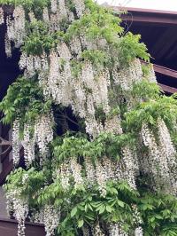 Глициния (Глициния) китайская Альба 1л белые цветы