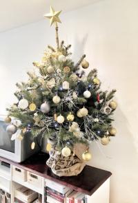 Ель серебряная 100 см-выращивание в горшке-ель для живой елки