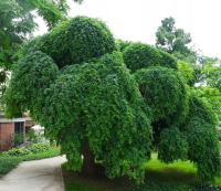 SOFORA JAPOŃSKA PENDULA Perełkowiec japoński WYJĄTKOWA PŁACZĄCA ODMIANA