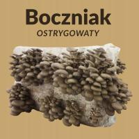 Самый большой мицелий вешенки 15 кг-идеально подходит для садовода!