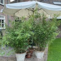 BAMBUS Fargesia Rabusta FORMIDABLE Sadzonka 1,2L ZIMOZIELONY ODPORNY