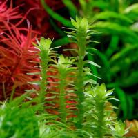 Tonina lotus blossom hodowla podwodna