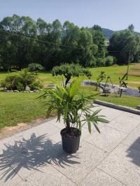 Palma mrozoodporna trachycarpus fortunei
