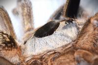 Ceratogyrus brachycephalus Wild Form L3