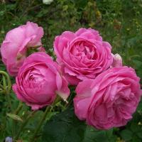 Róża parkowa różowa 1181