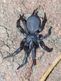 Macrothele sp. Maculata l3/4