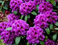 Rododendron Różanecznik RASPUTIN