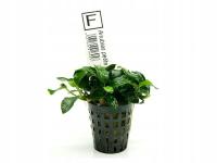 Anubias Petite Nana Najmniejszy Bonsai Koszyk Roślina do Akwarium