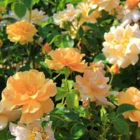 RÓŻA RABATOWA CAMPINA GOLD ZŁOCISTOŻÓŁTE PEŁNE KWIATY O TRWAŁEJ BARWIE