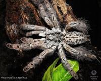 Heteroscodra maculata L5 (SpidersForge)