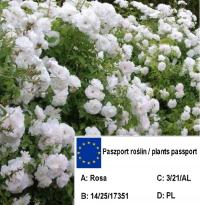 Róża okrywowa BIAŁA