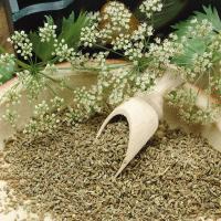 Anyż- Biedrzeniec - SZEROKO STOSOWANA ROŚLINA - Świeże Nasiona Premium