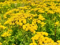 Wrotycz pospolity - Nasiona dzikich kwiatów polnych i ziół na łąkę i ogród