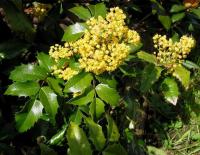 MAHONIA POSPOLITA Mahonia aquifolium - NASIONA 700 sztuk - 10g.