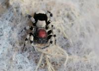 Eresus elhenawy L1 - 2 скакун из Марокко