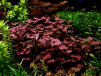 Ludwigia Ovalis Pink Rarytas
