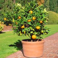Апельсин Сладкий Многолетнее Плодоносящее Дерево Красивые Саженцы В Горшке P13