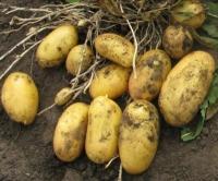 Ziemniaki PYSZNE jak sadzeniaki EKO 