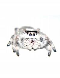 Phidippus regius white bahamas SKAKUNY L5 PARKI Samice Samce