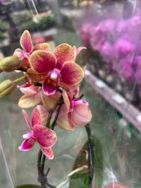 Орхидея живая JMP формованная multiflora miniatura 40cm savion