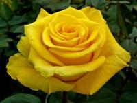 RÓŻA WIELKOKWIATOWA ŻÓŁTA DUŻY KWIAT 780