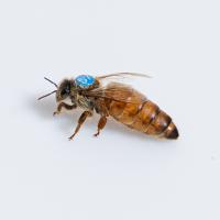 Пчелиные матери Buckfast Meda 2025 / без семян - доступно прямо сейчас!