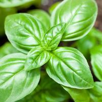 Базилик собственно Дженовезе зеленый семена базилика много семян 1г