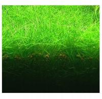 Eleocharis Pusilla ponikło karłowate In Vitro porcja 100szt.